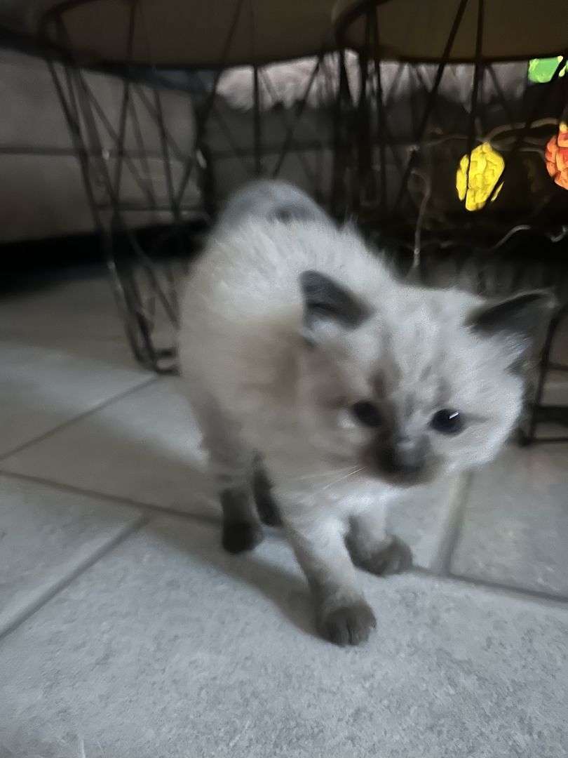 Heilige Birma Kitten