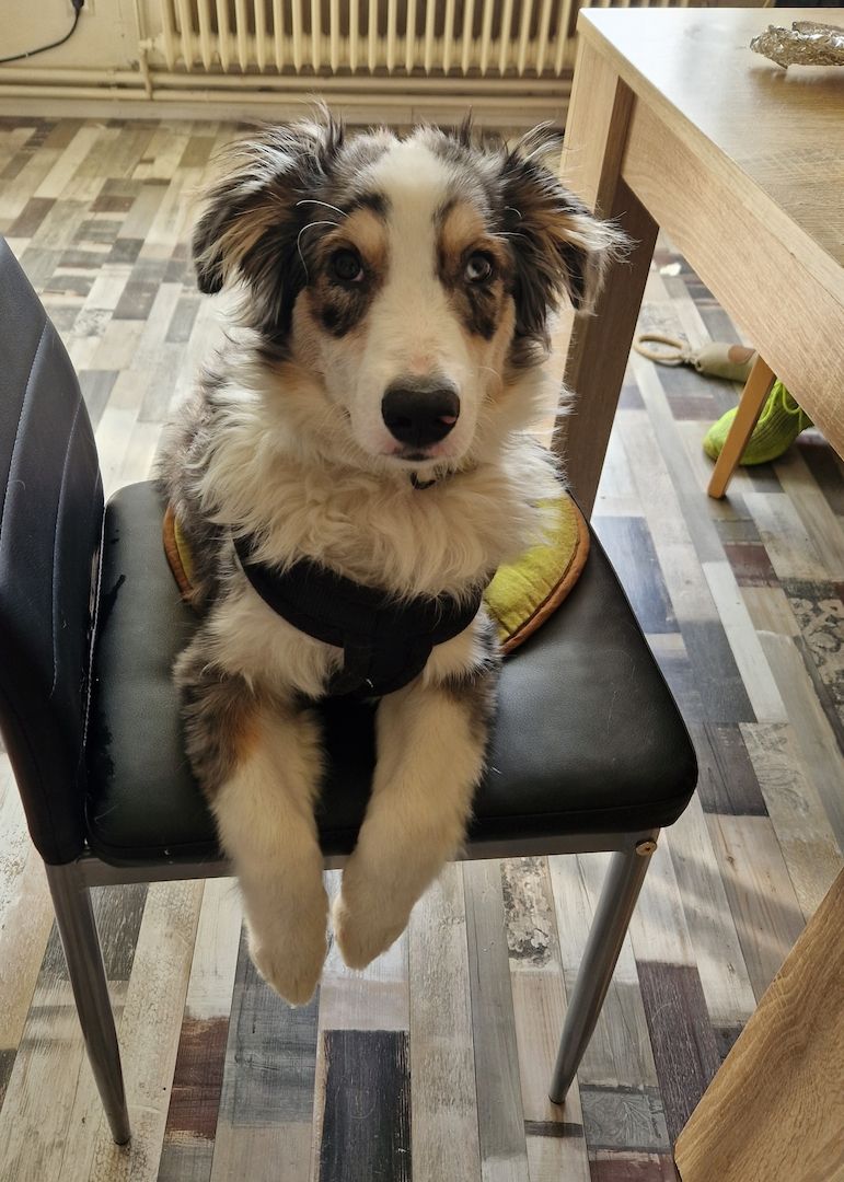 Australien Sheperd Hündin abzugeben