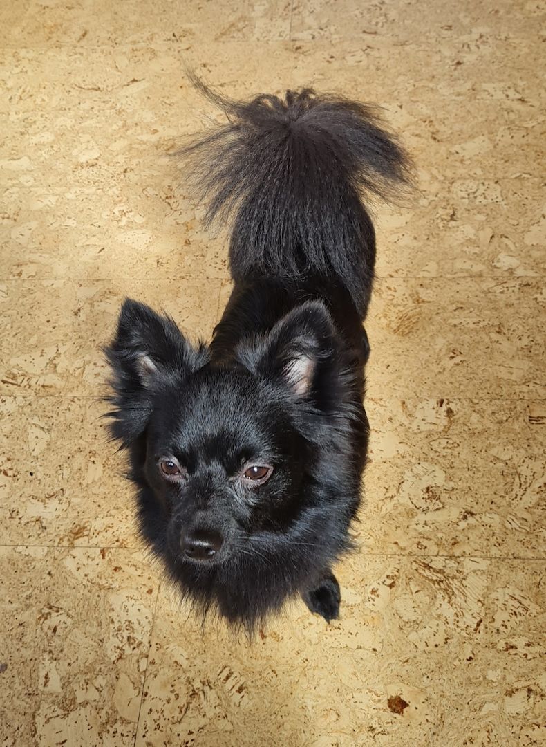 Zwergspitz/Chihuahua