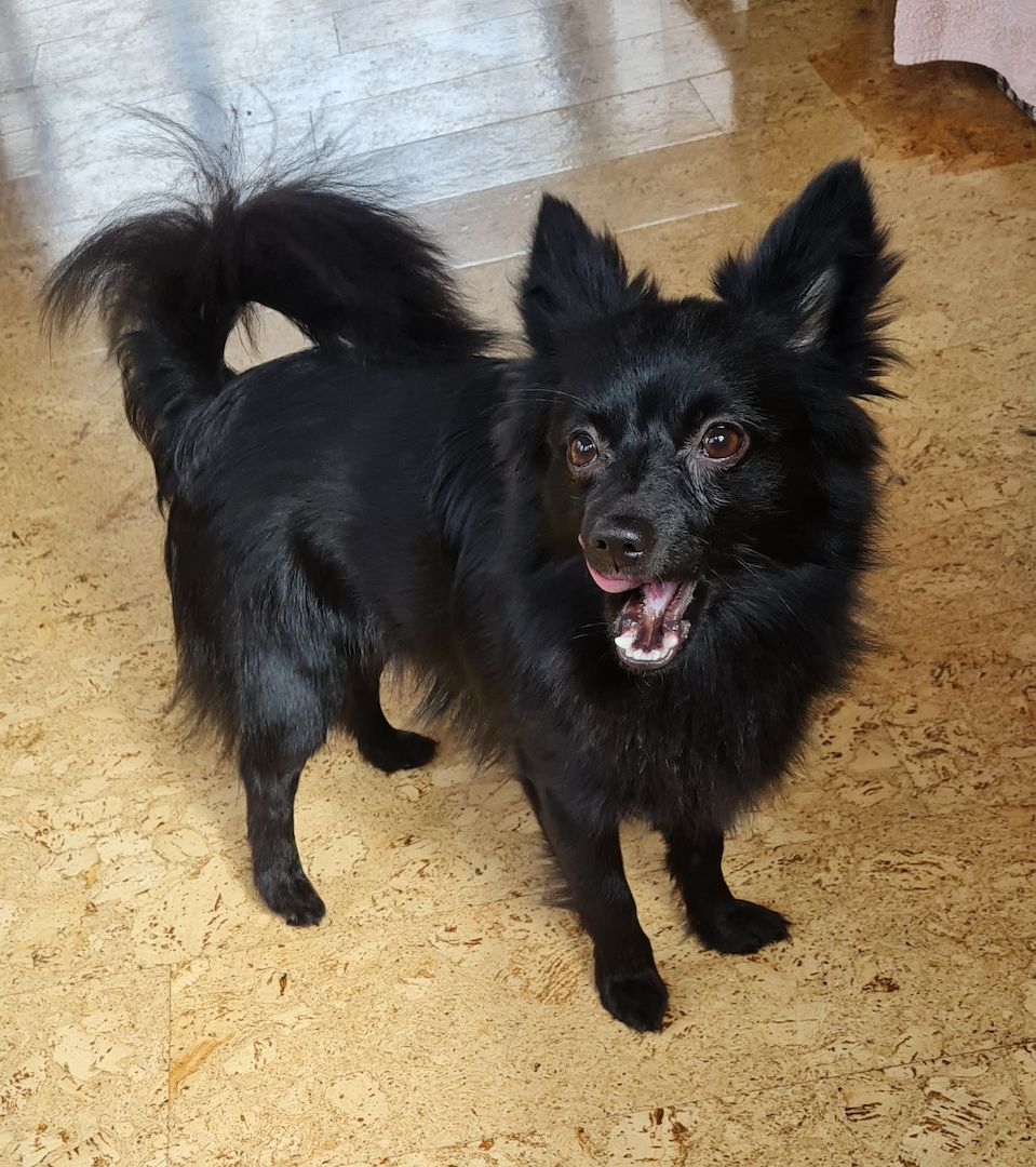 Zwergspitz/Chihuahua