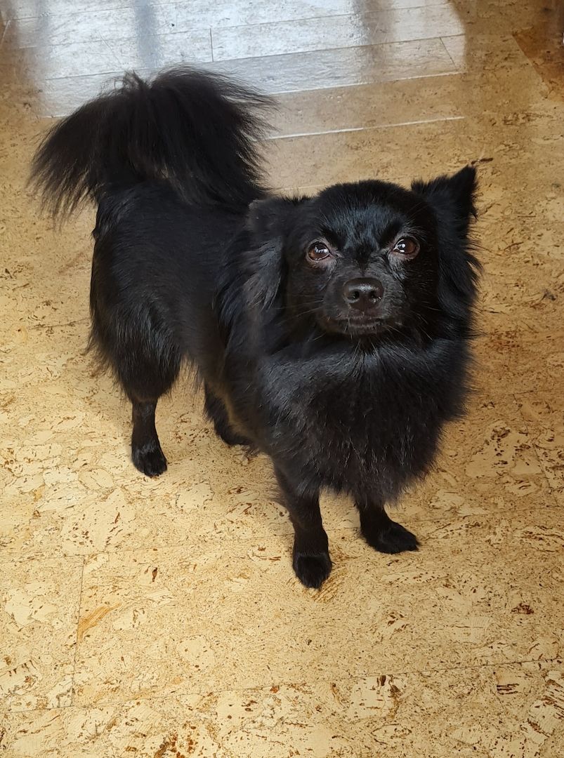 Zwergspitz/Chihuahua