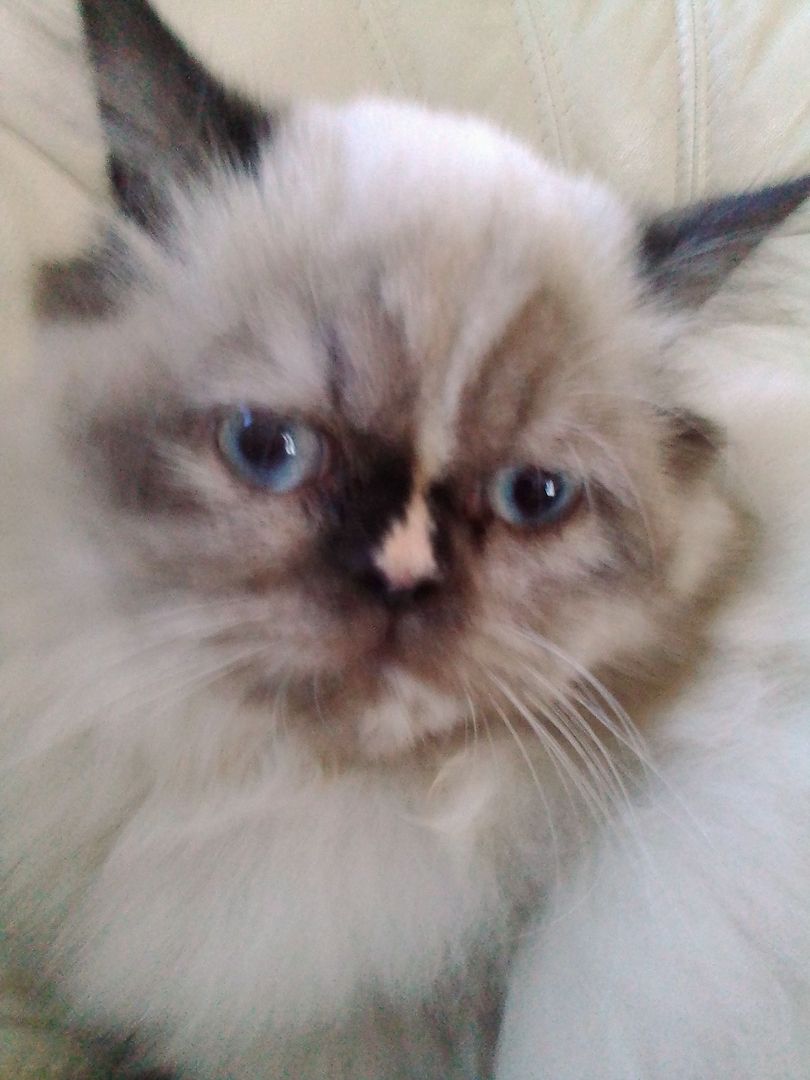 Überaus niedliche Color- Point Perserkatze