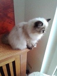 Überaus niedliche Color- Point Perserkatze