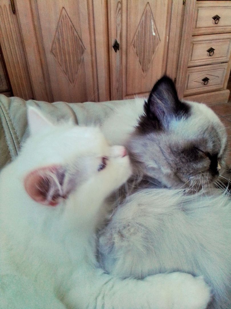 Überaus niedliche Color- Point Perserkatze