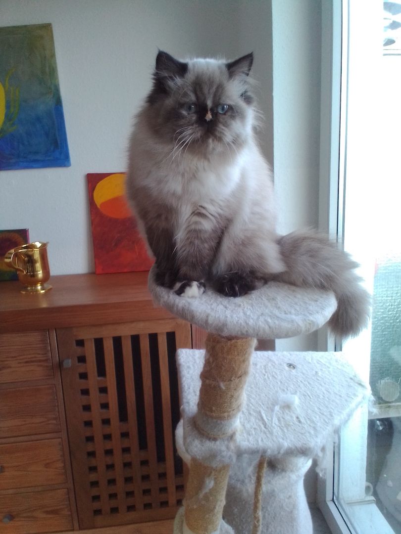 Überaus niedliche Color- Point Perserkatze