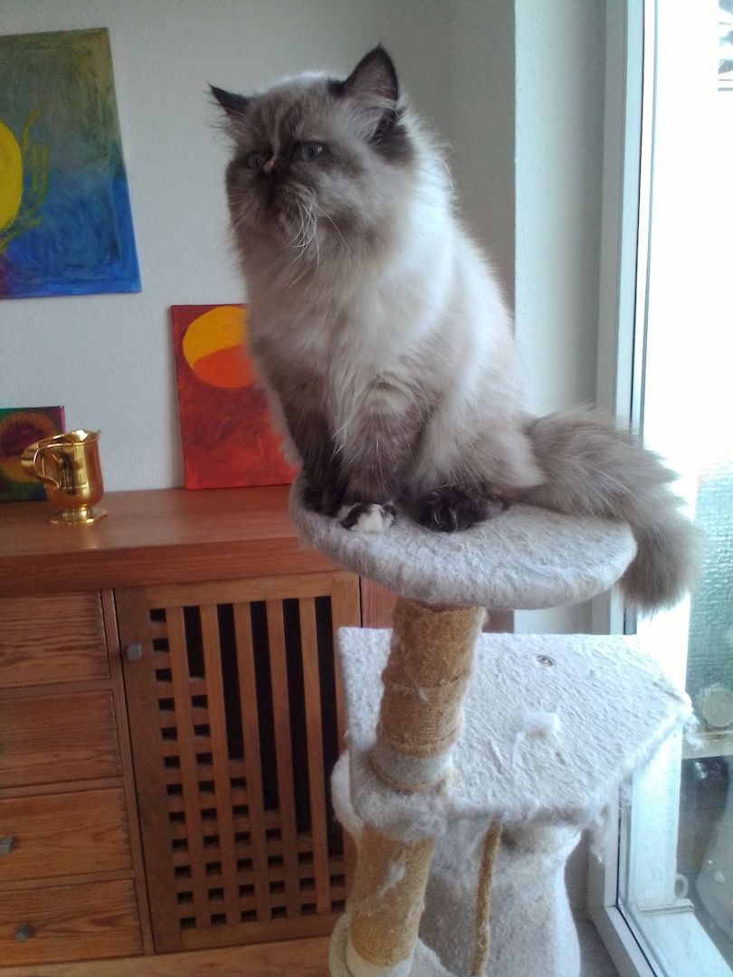 Überaus niedliche Color- Point Perserkatze