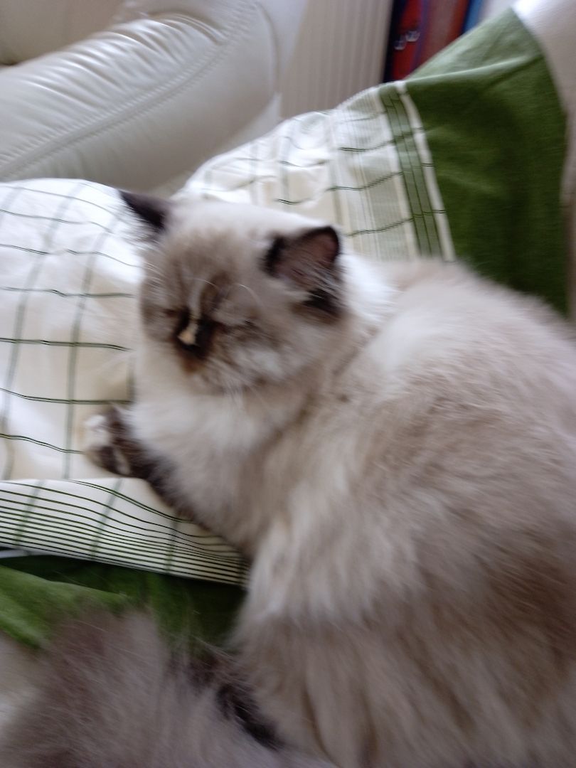 Überaus niedliche Color- Point Perserkatze