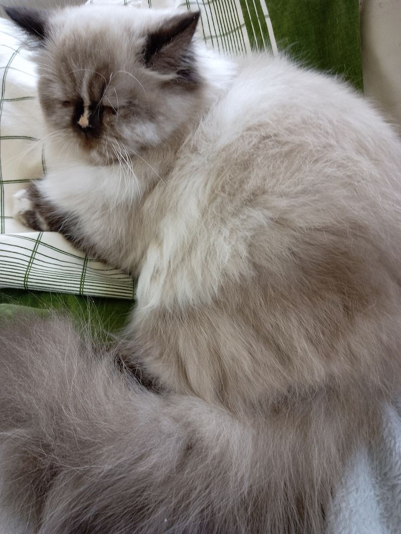 Überaus niedliche Color- Point Perserkatze