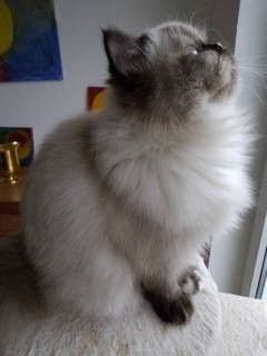 Überaus niedliche Color- Point Perserkatze