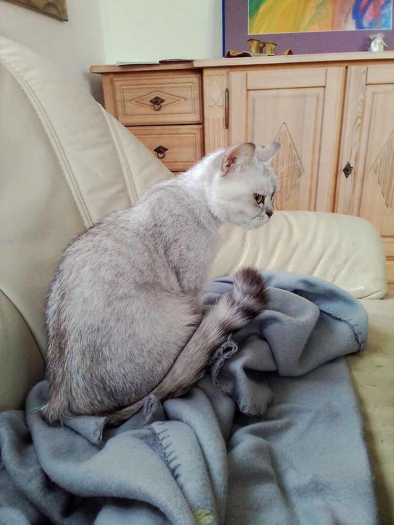 Bildschöne Bkh-Diva in Black Silver Shaded