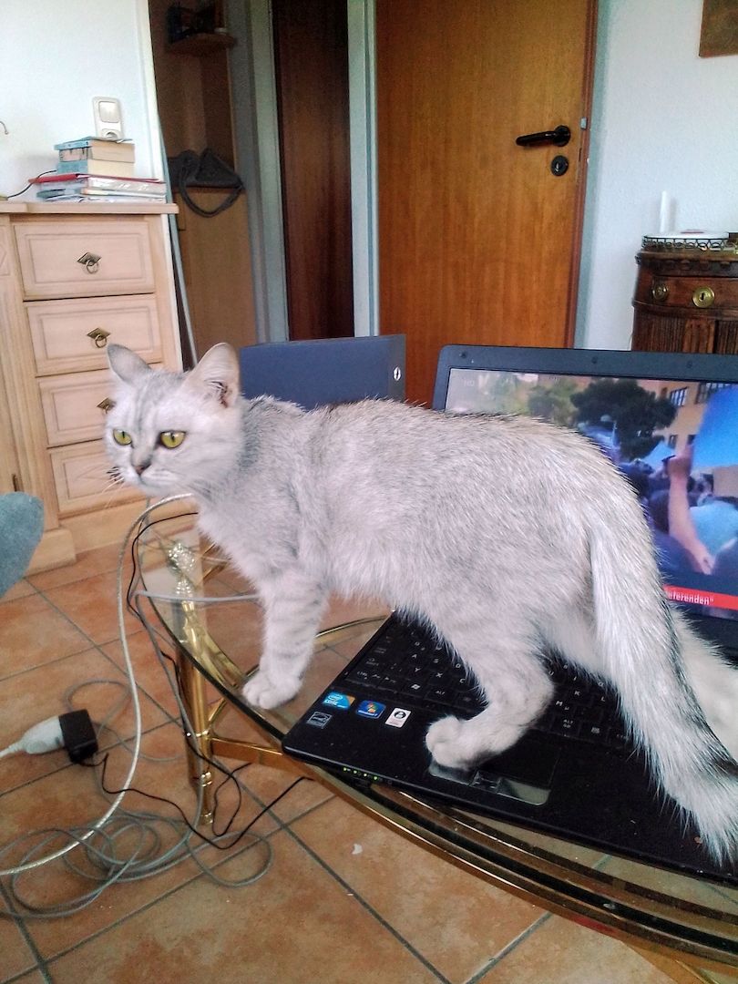 Bildschöne Bkh-Diva in Black Silver Shaded