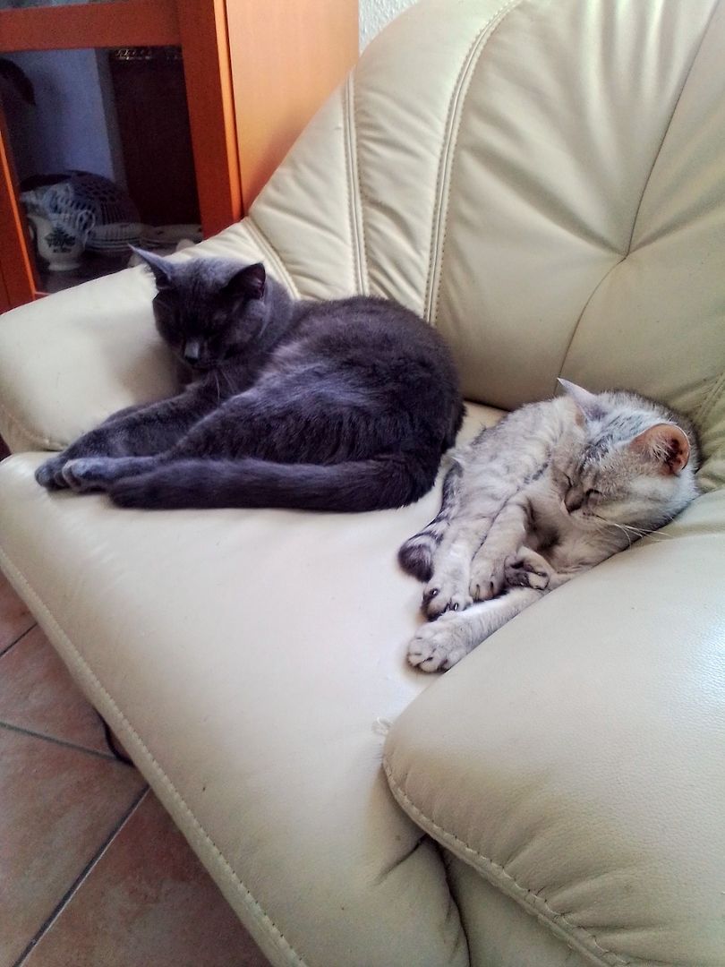 Bildschöne Bkh-Diva in Black Silver Shaded