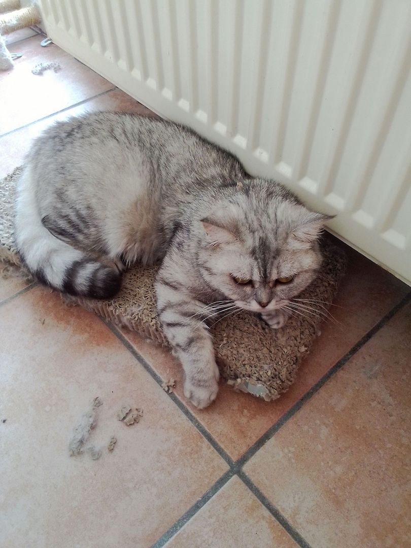 Bildschöne Bkh-Diva in Black Silver Shaded