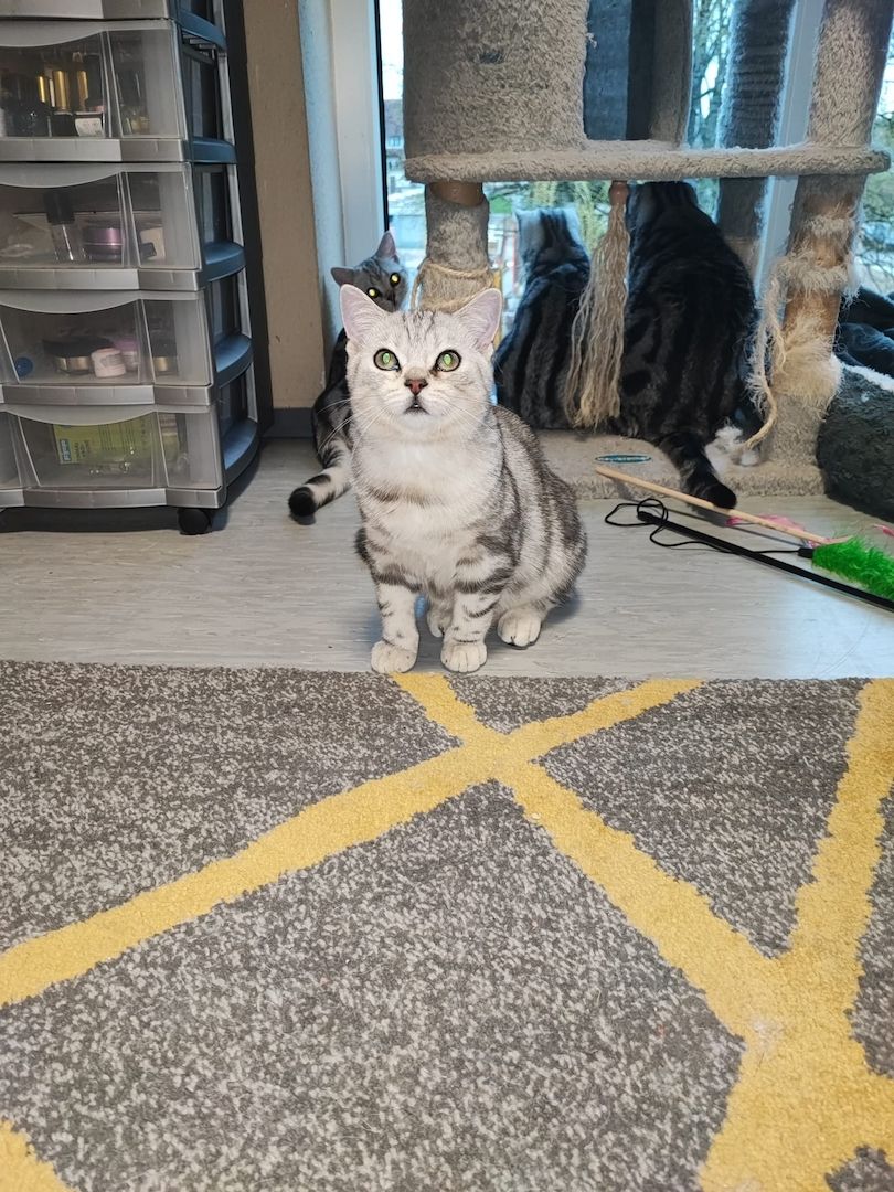 BKH kater,black silver tabby classic