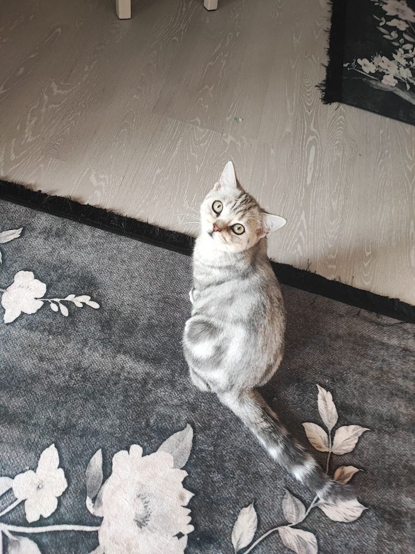 BKH kater,black silver tabby classic