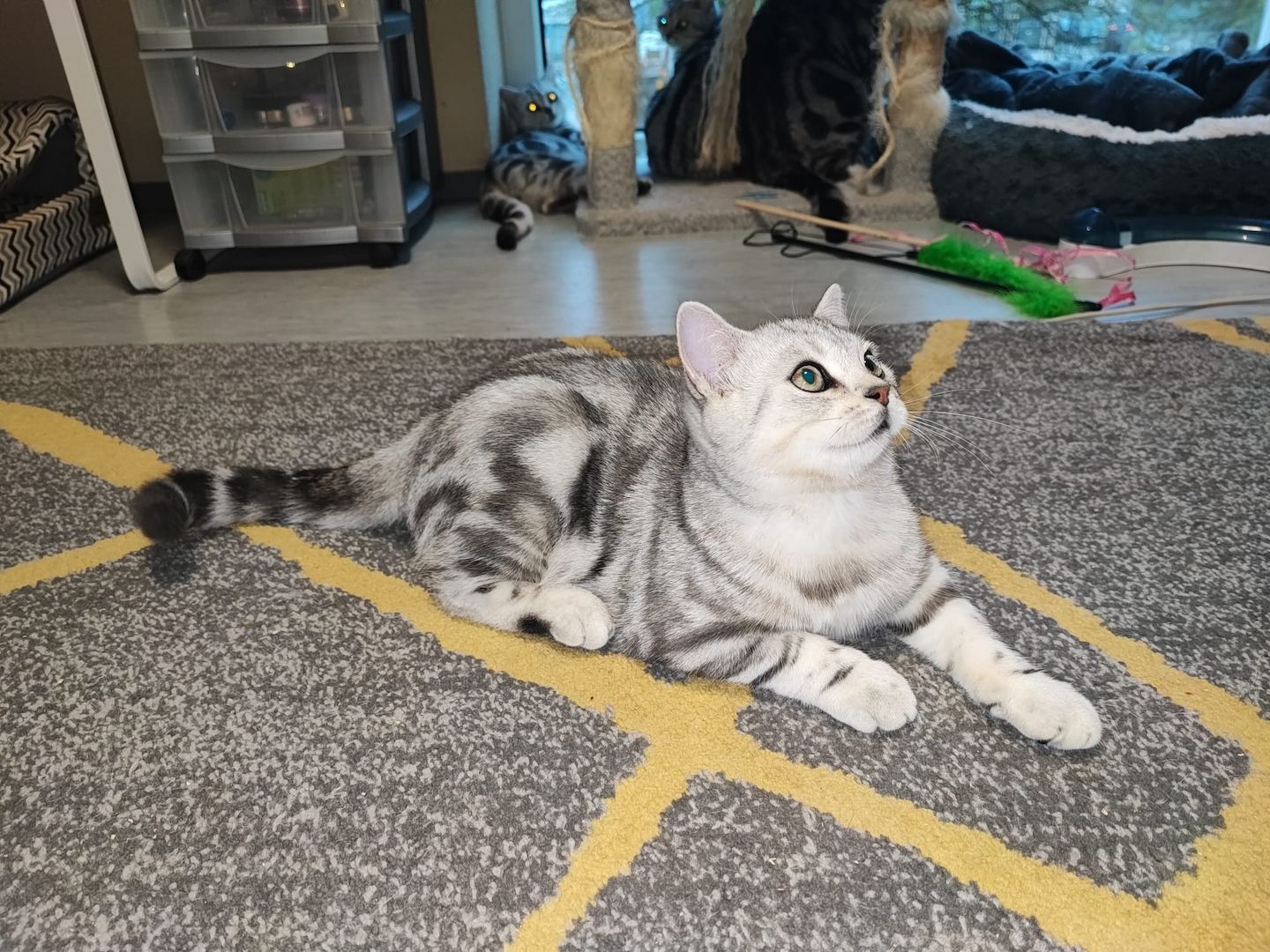 BKH kater,black silver tabby classic