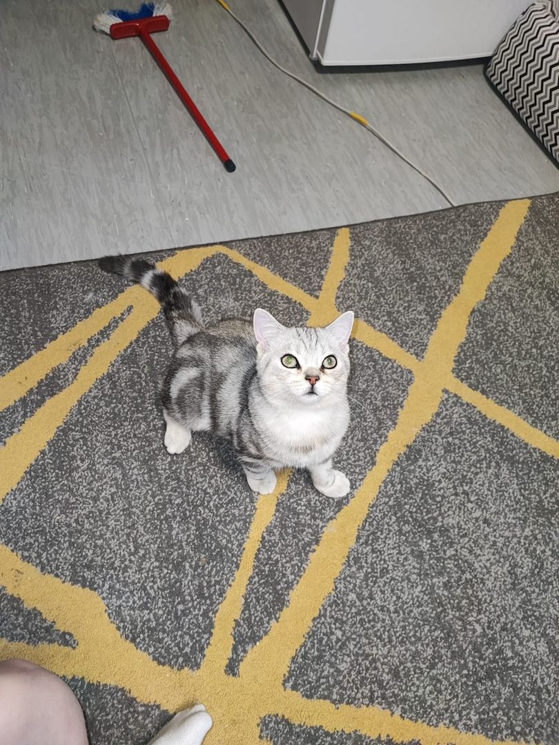 BKH kater,black silver tabby classic