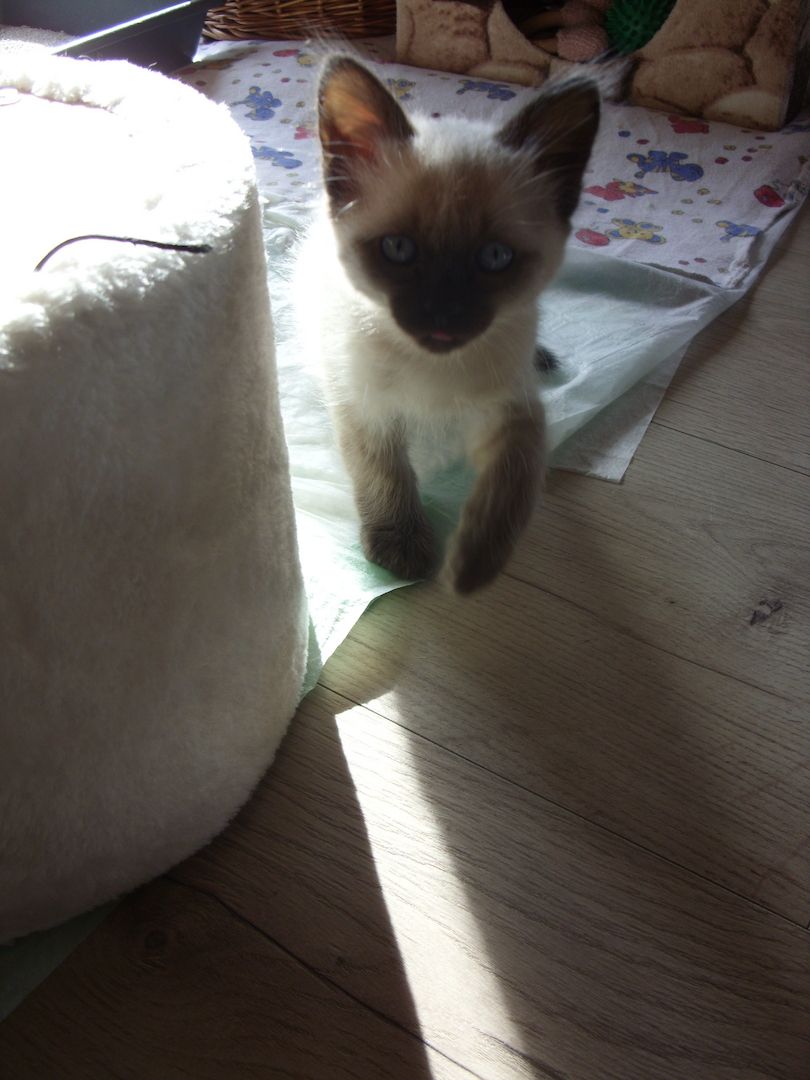 Siam Kitten