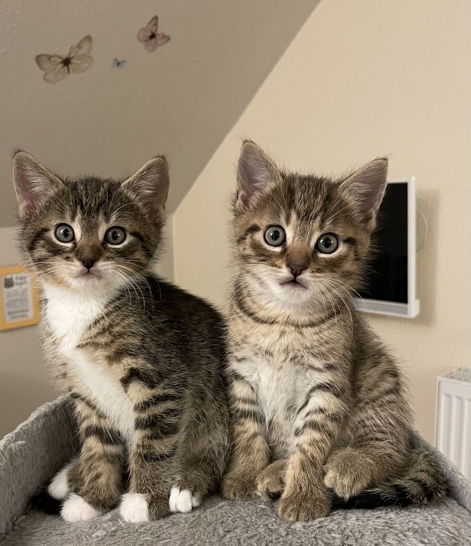 Katzen Kitten Babykatzen