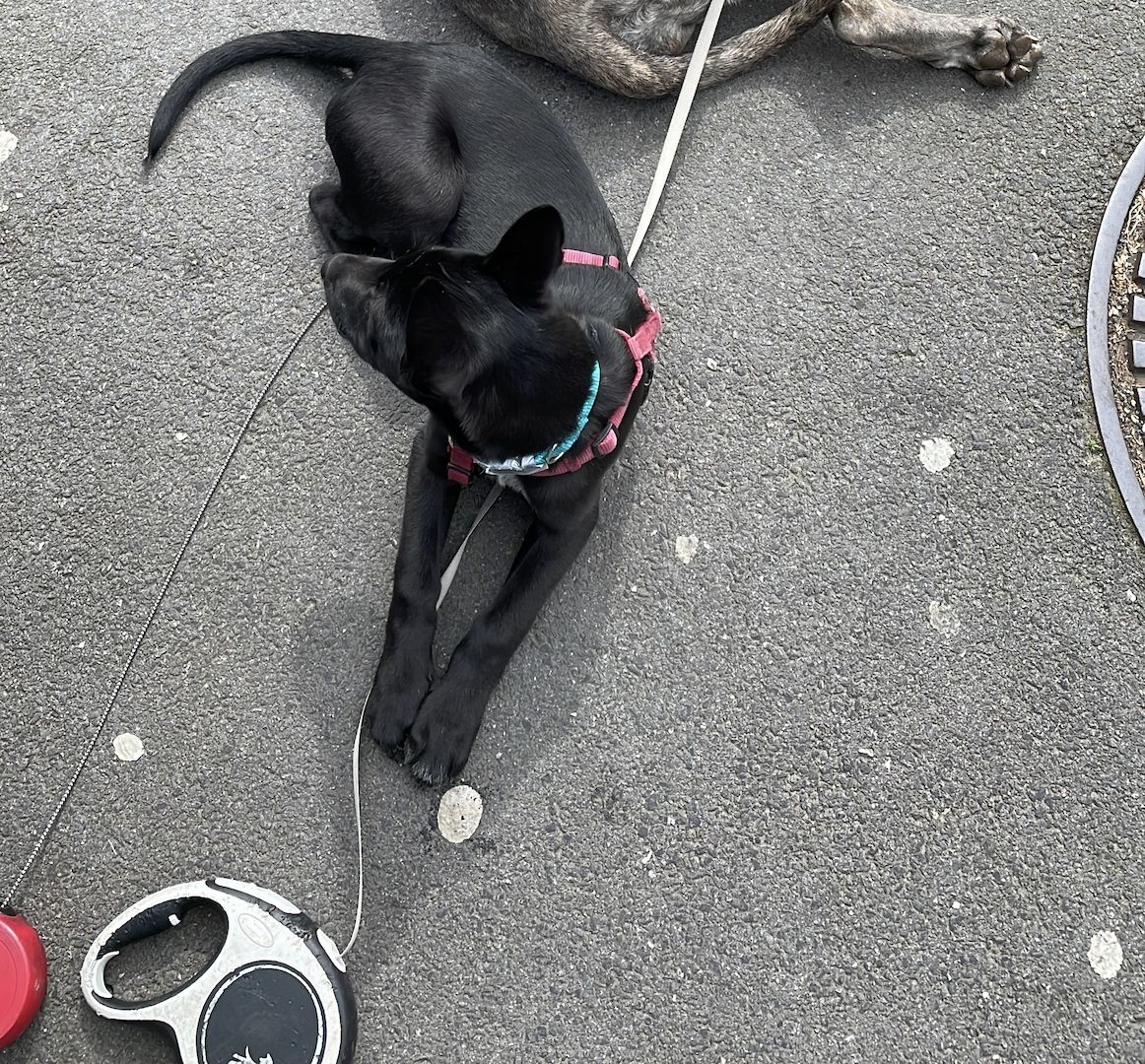 Belgischer Schäferhund