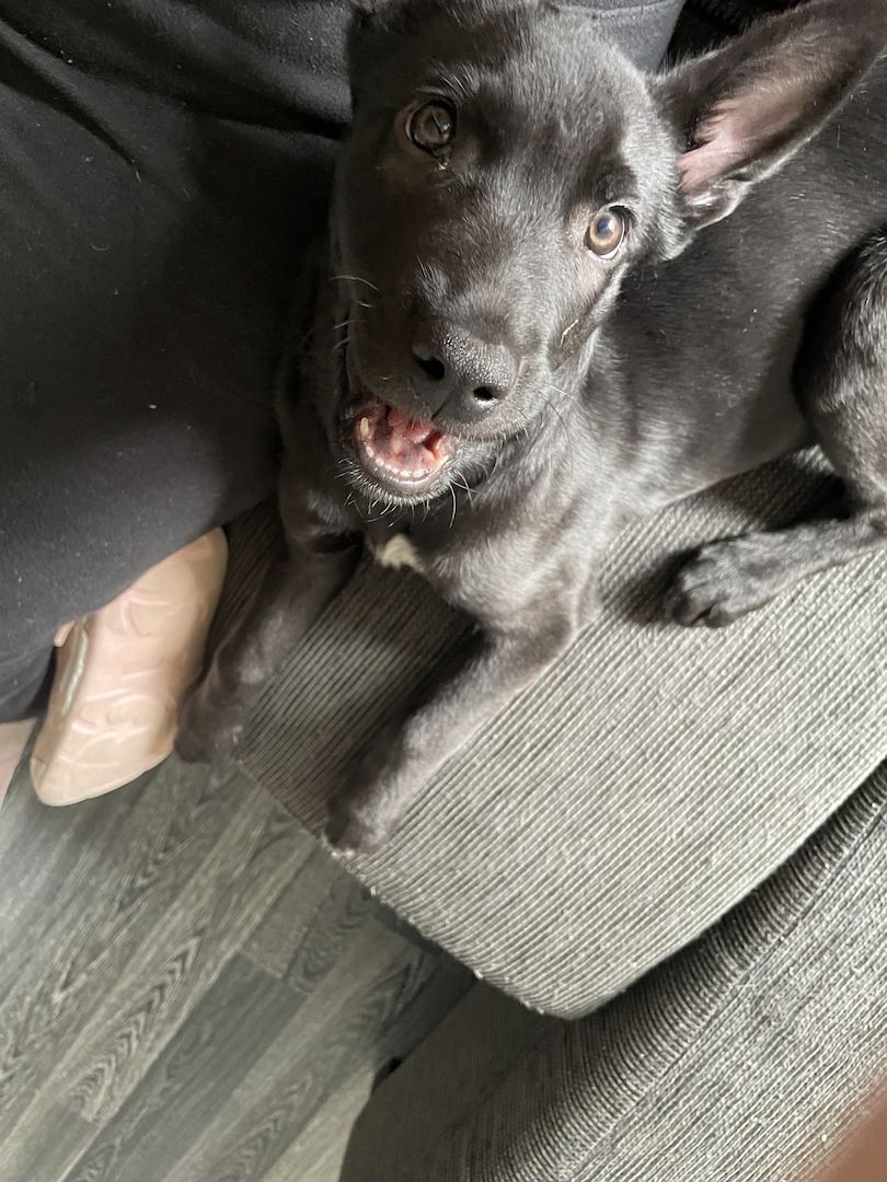 Belgischer Schäferhund