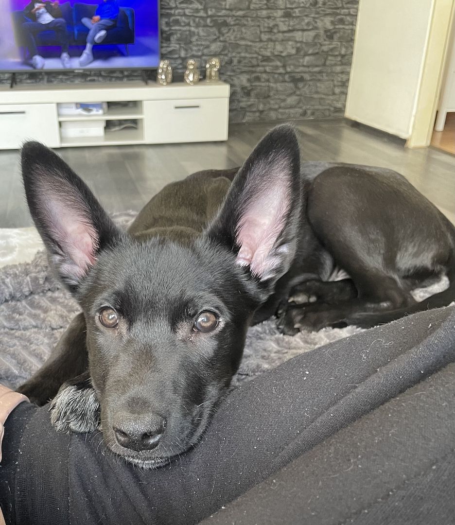 Belgischer Schäferhund