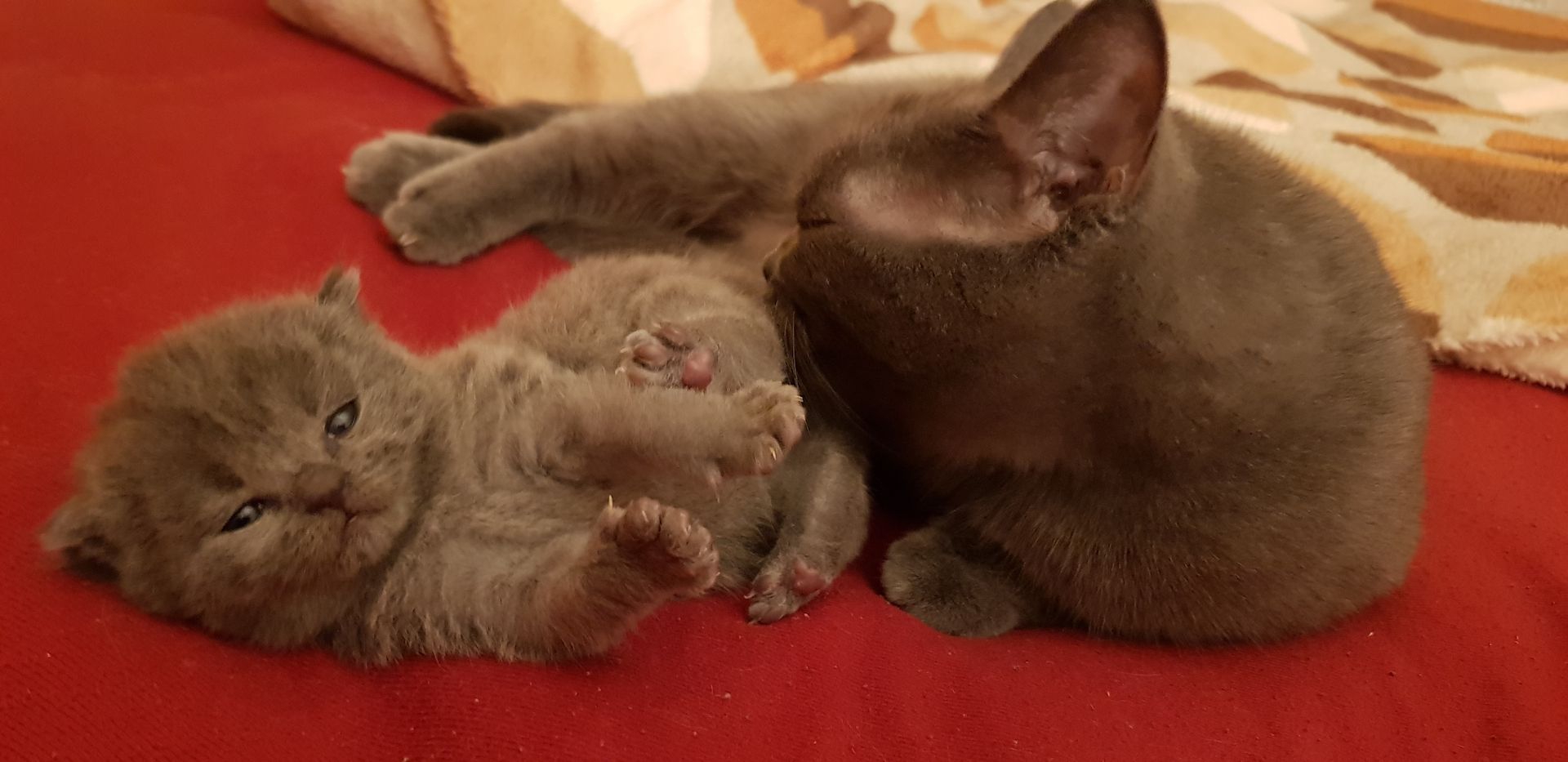 BKH Katze + Kitten abzugeben