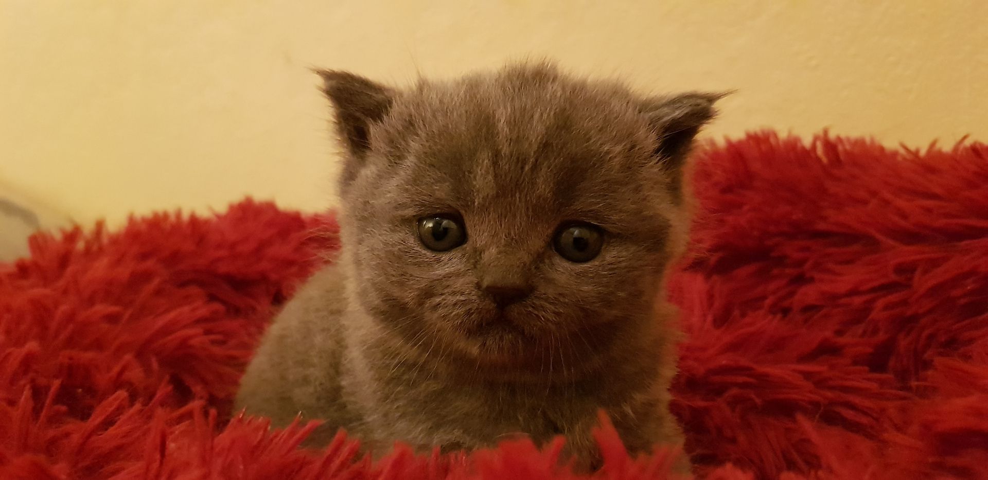 BKH Katze + Kitten abzugeben