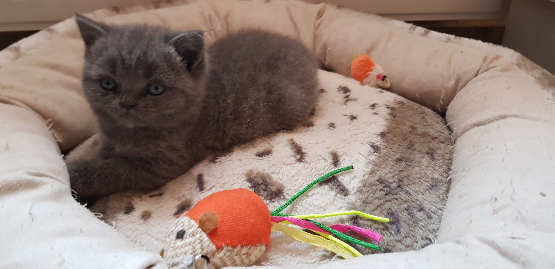 BKH Katze + Kitten abzugeben