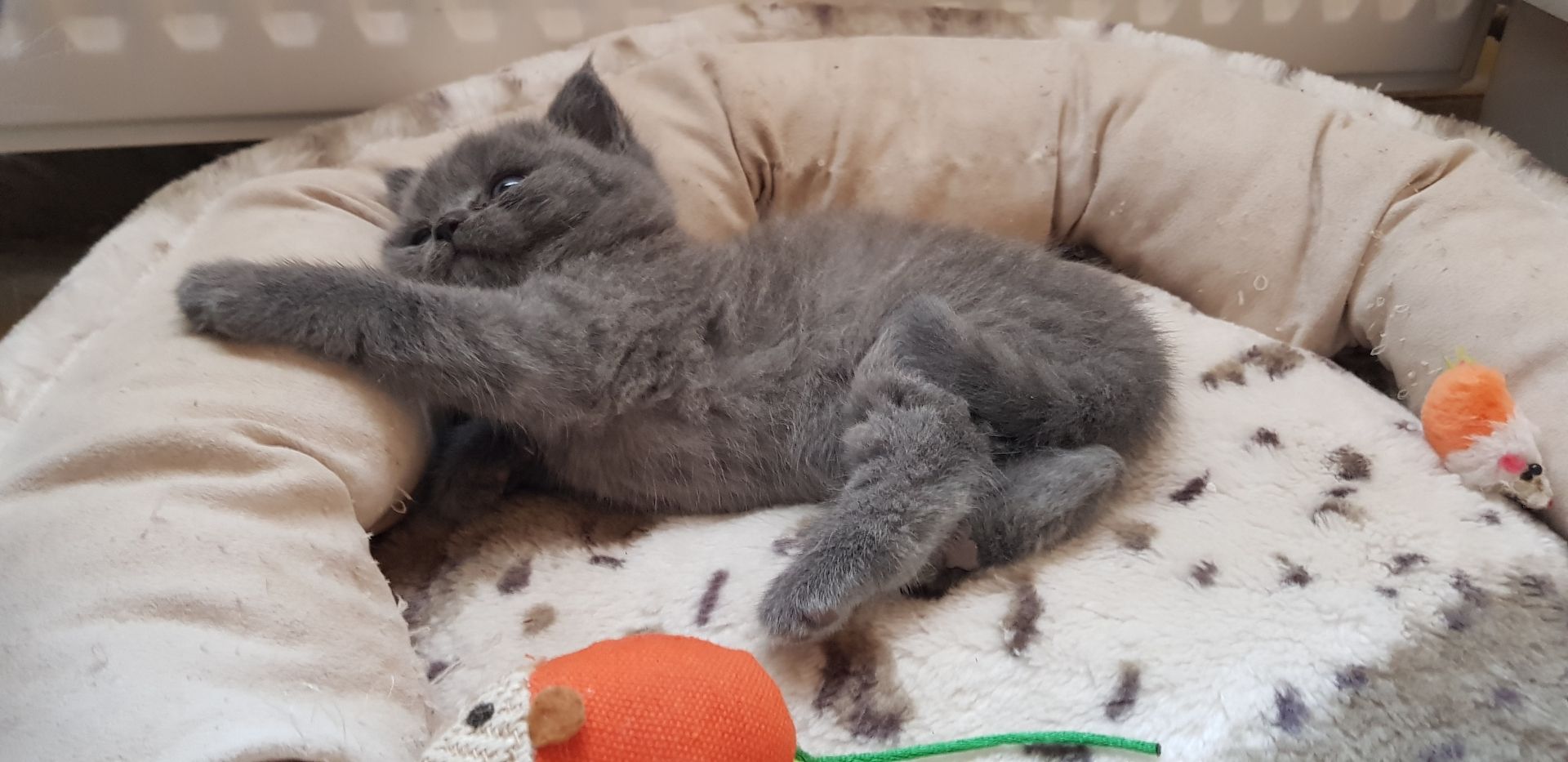 BKH Katze + Kitten abzugeben