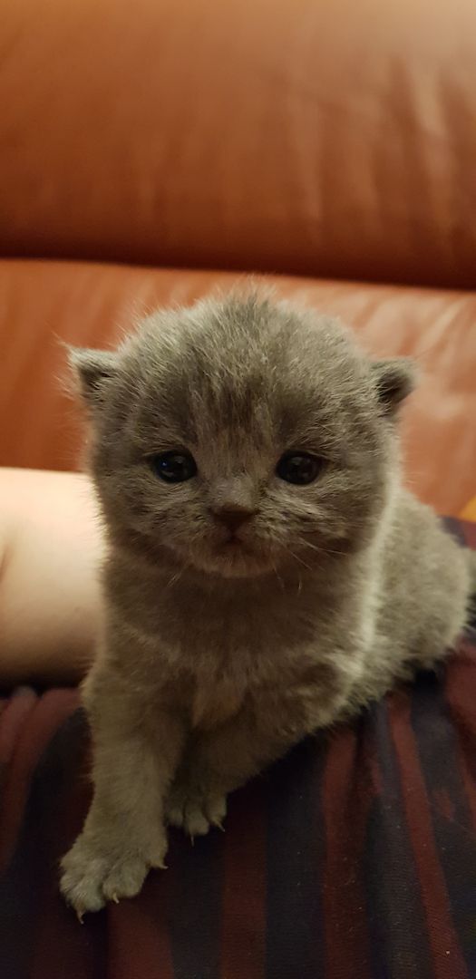 BKH Katze + Kitten abzugeben