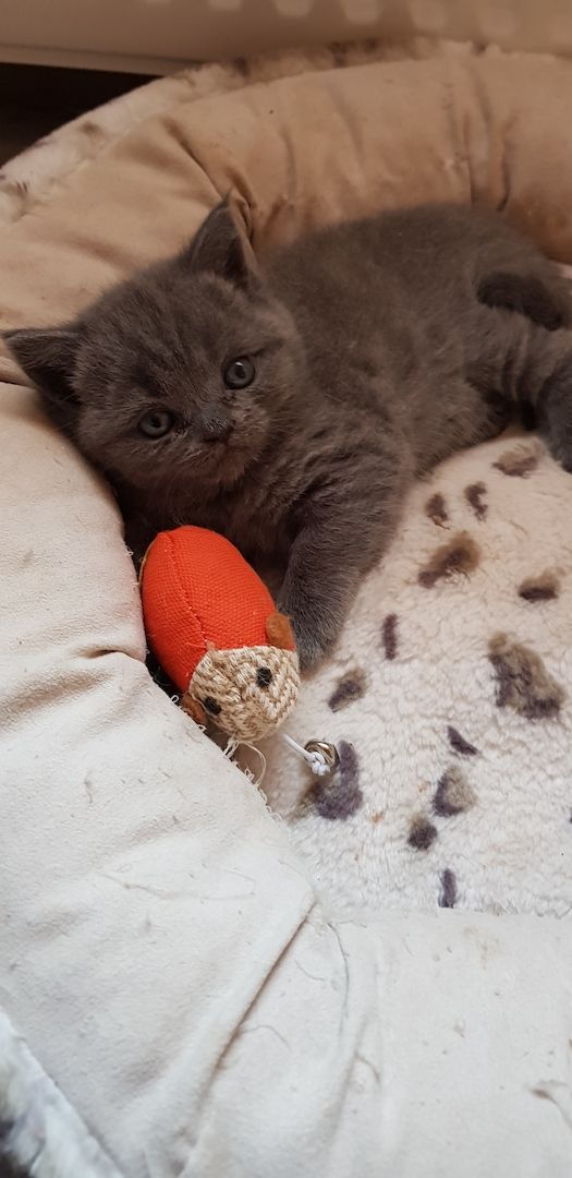 BKH Katze + Kitten abzugeben