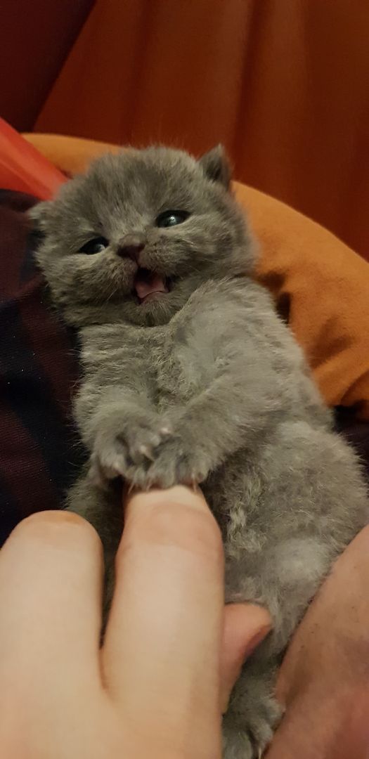 BKH Katze + Kitten abzugeben