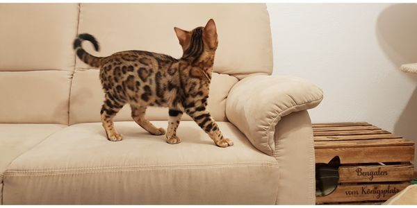 Bengalkater mit Stammbaum und Zuchterlaubnis