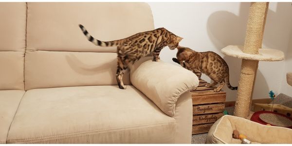 Bengalkater mit Stammbaum und Zuchterlaubnis