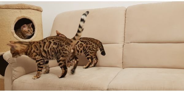 Bengalkater mit Stammbaum und Zuchterlaubnis