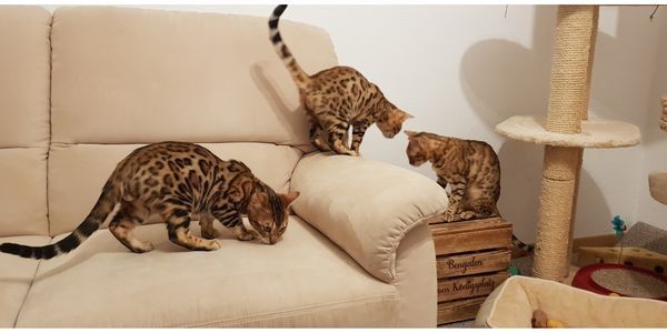 Bengalkater mit Stammbaum und Zuchterlaubnis