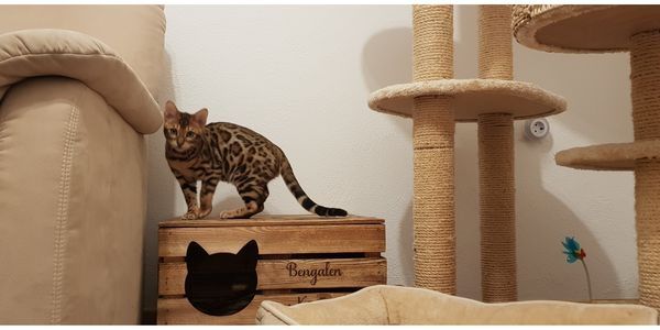 Bengalkater mit Stammbaum und Zuchterlaubnis