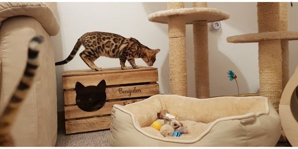 Bengalkater mit Stammbaum und Zuchterlaubnis