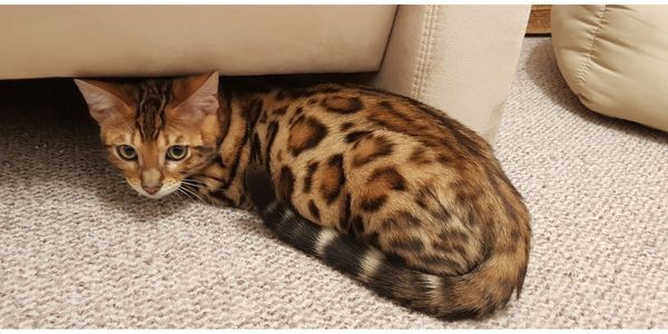 Bengalkater mit Stammbaum und Zuchterlaubnis