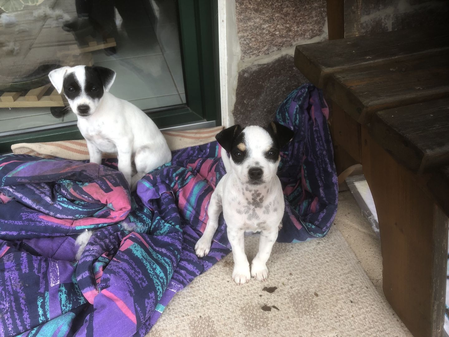 Parson Russel Terrier tricolor Parson Russel Terrier tricolor