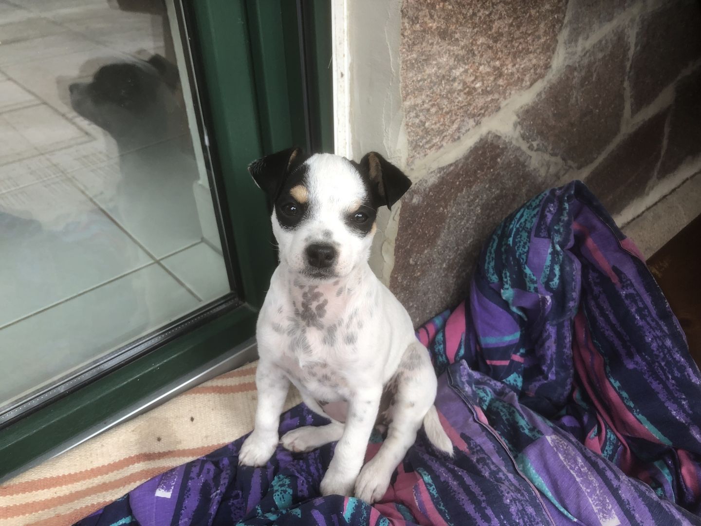 Parson Russel Terrier tricolor Parson Russel Terrier tricolor