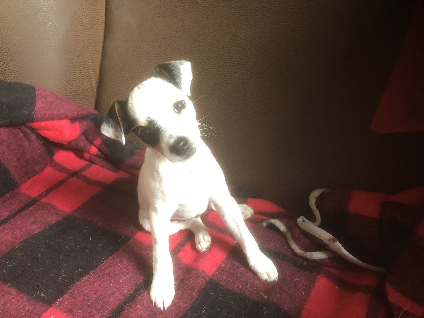 Parson Russel Terrier tricolor Parson Russel Terrier tricolor