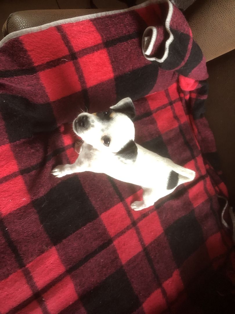 Parson Russel Terrier tricolor Parson Russel Terrier tricolor