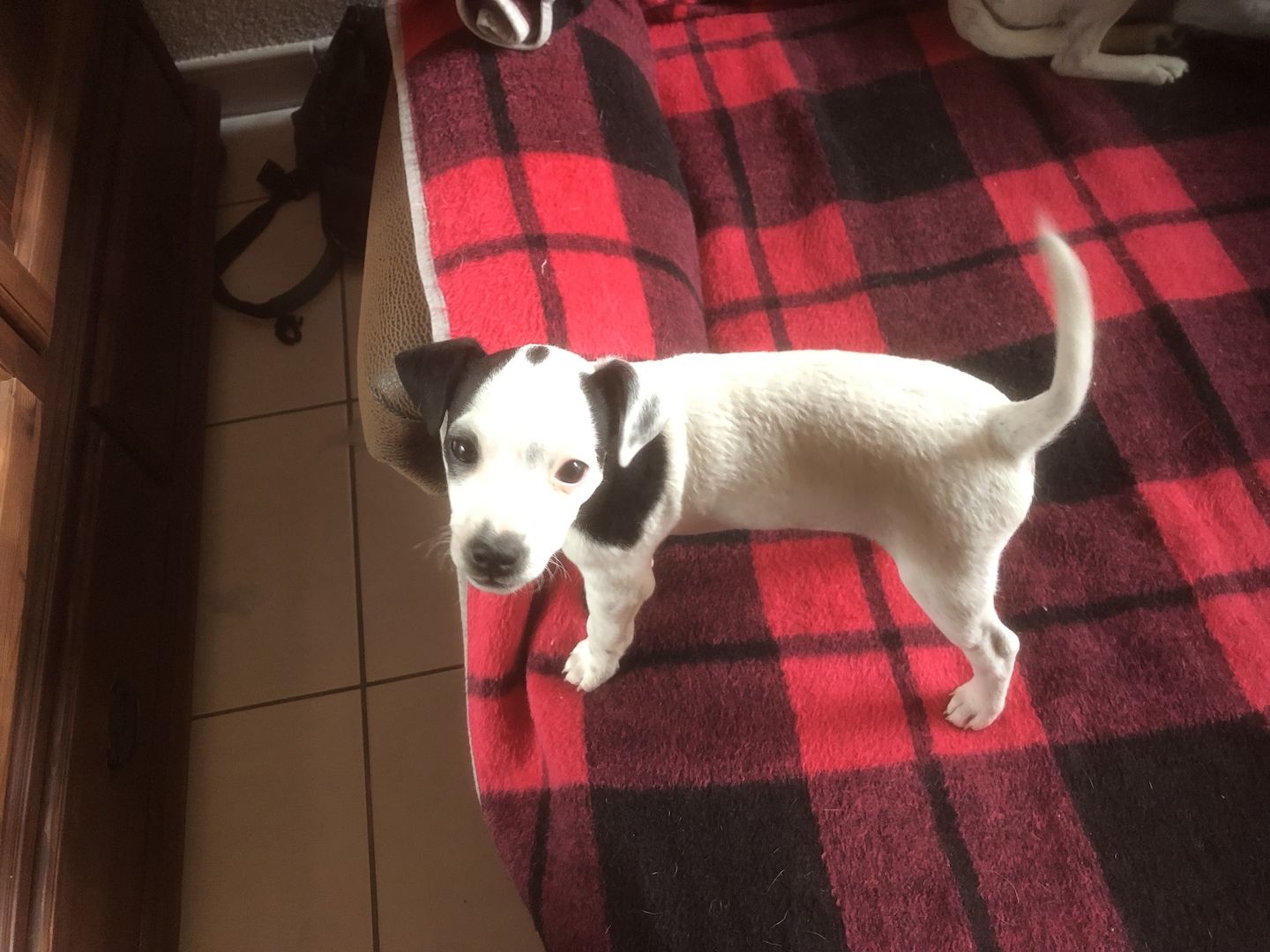 Parson Russel Terrier tricolor Parson Russel Terrier tricolor