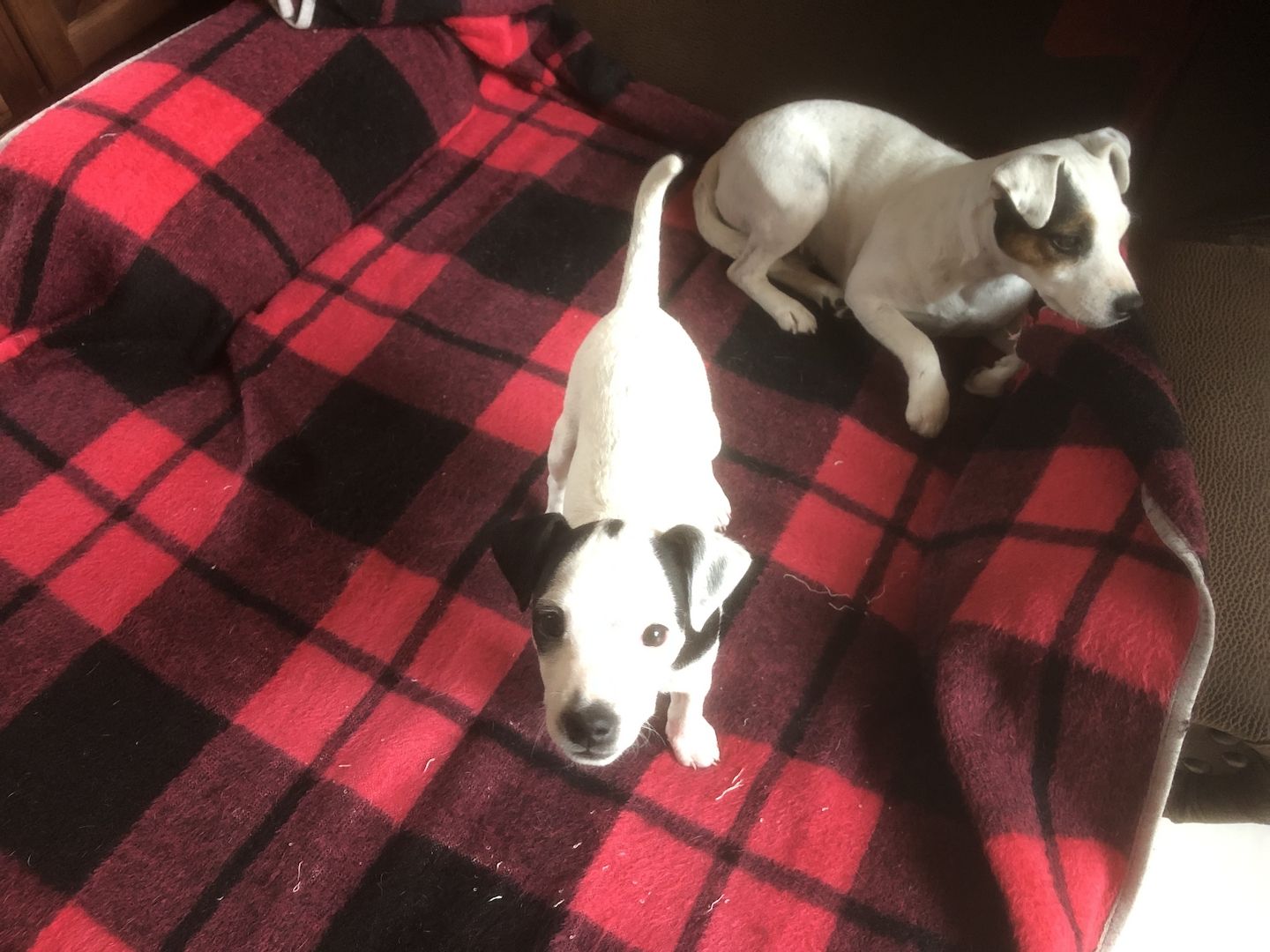 Parson Russel Terrier tricolor Parson Russel Terrier tricolor