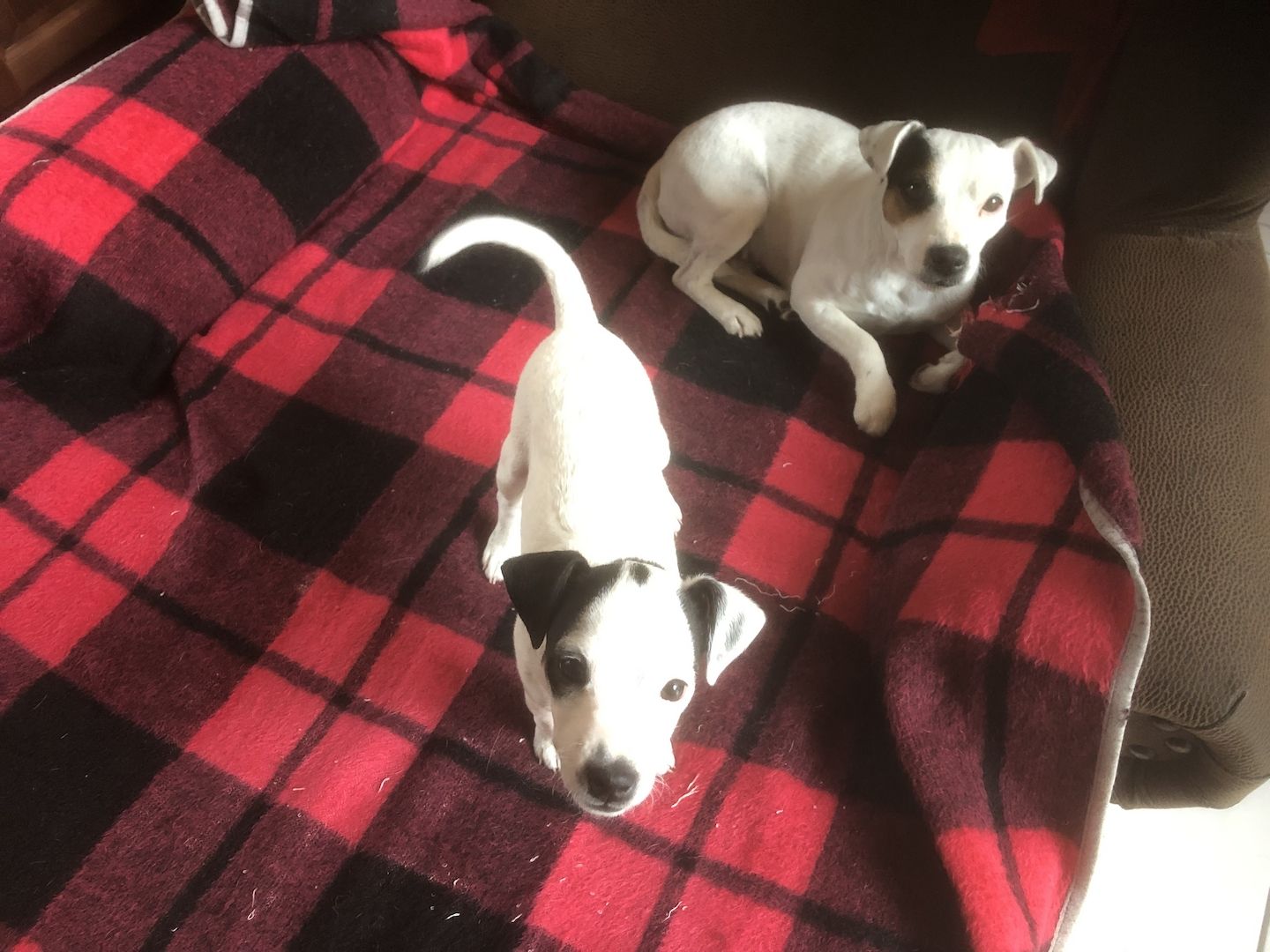 Parson Russel Terrier tricolor Parson Russel Terrier tricolor