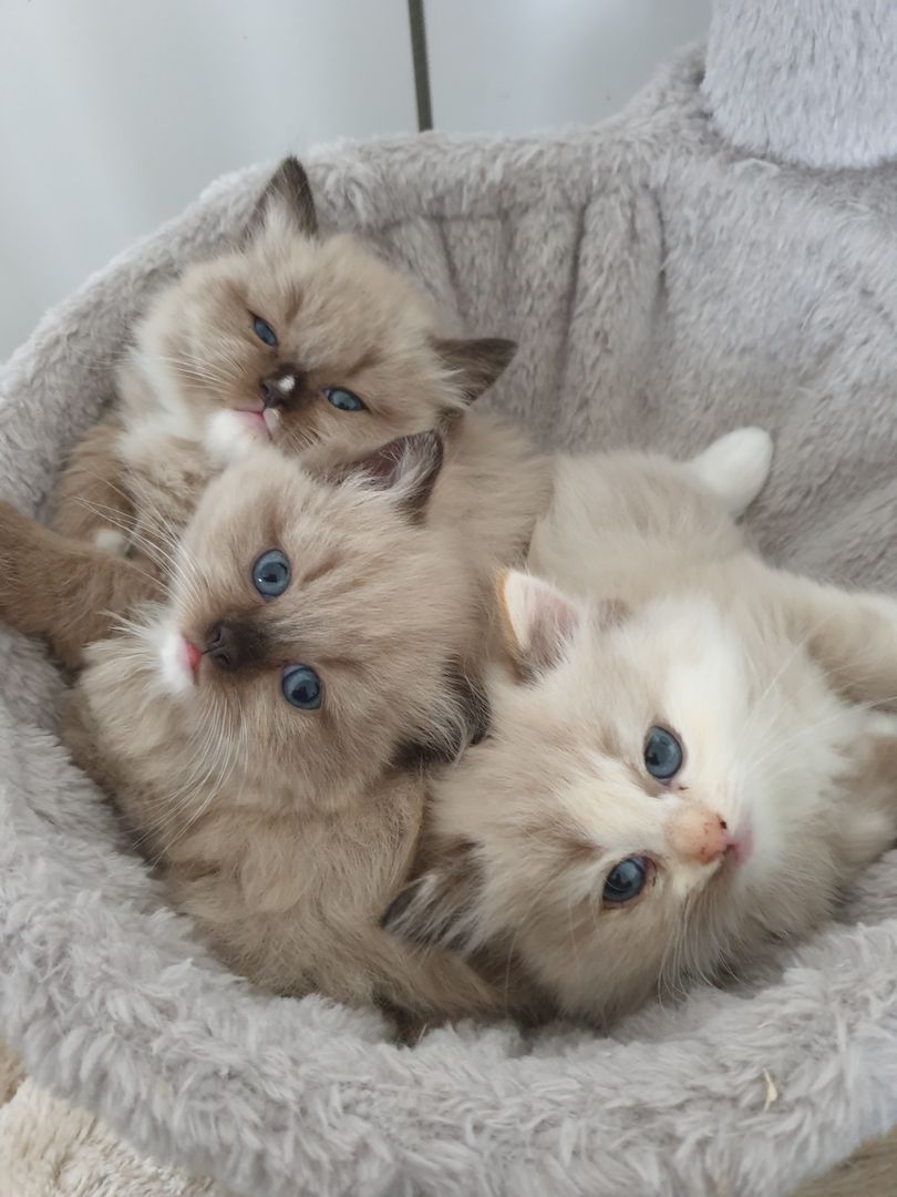 Ragdoll Schmuser mit Stammbaum Ragdoll Schmuser mit Stammbaum