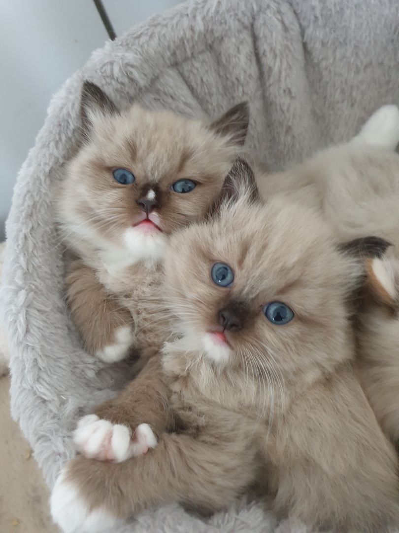 Ragdoll Schmuser mit Stammbaum Ragdoll Schmuser mit Stammbaum