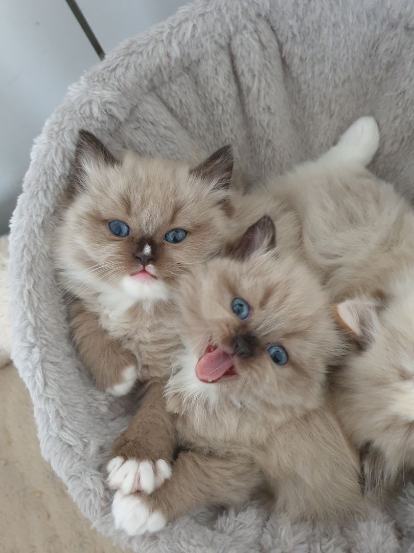 Ragdoll Schmuser mit Stammbaum Ragdoll Schmuser mit Stammbaum